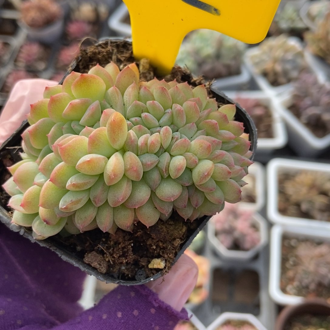 892干冰缀多肉植物保护