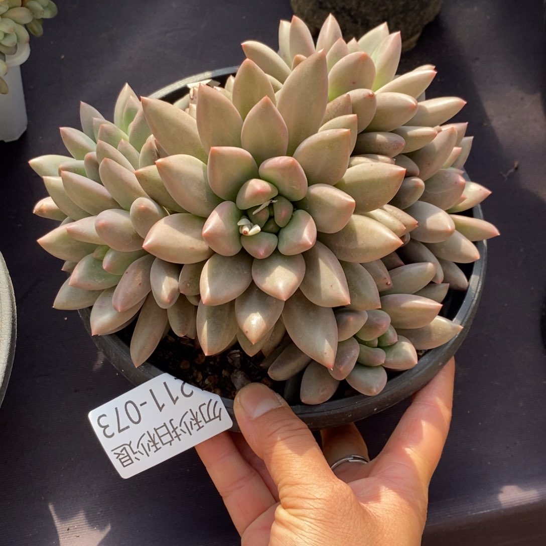 两单包邮1211-73红蜻蜓