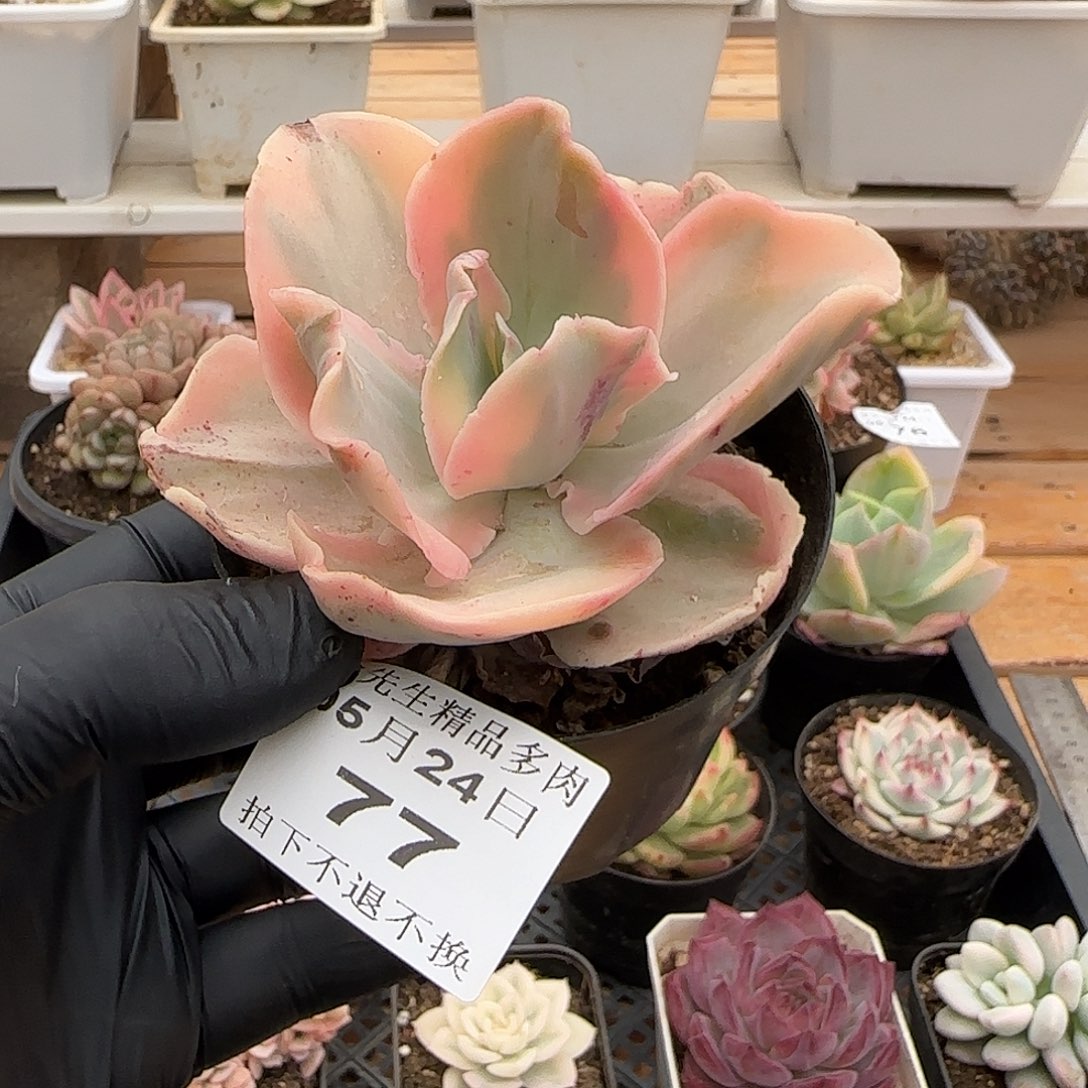 0524-77舞会红裙锦