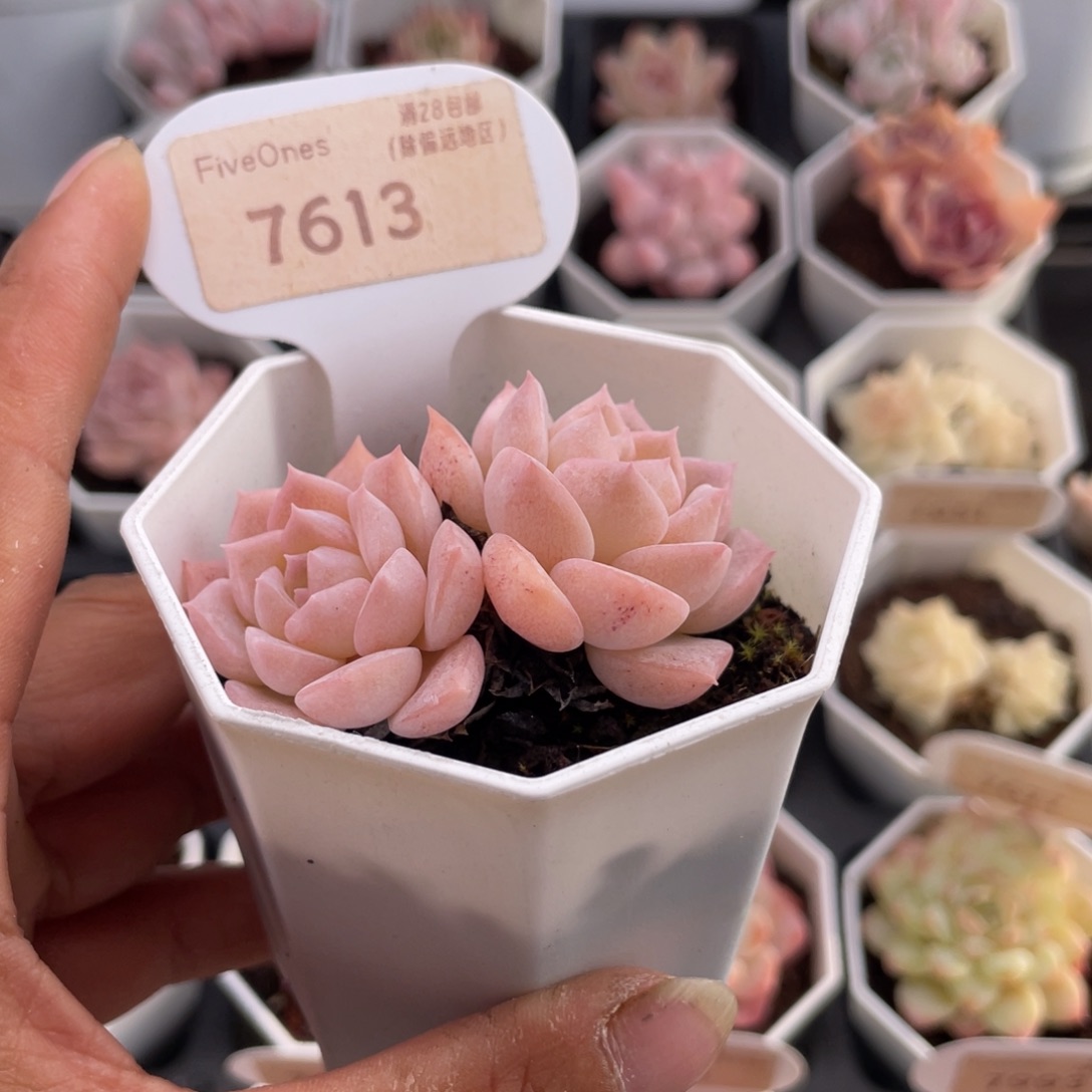 纯爱7613-5.5厘米