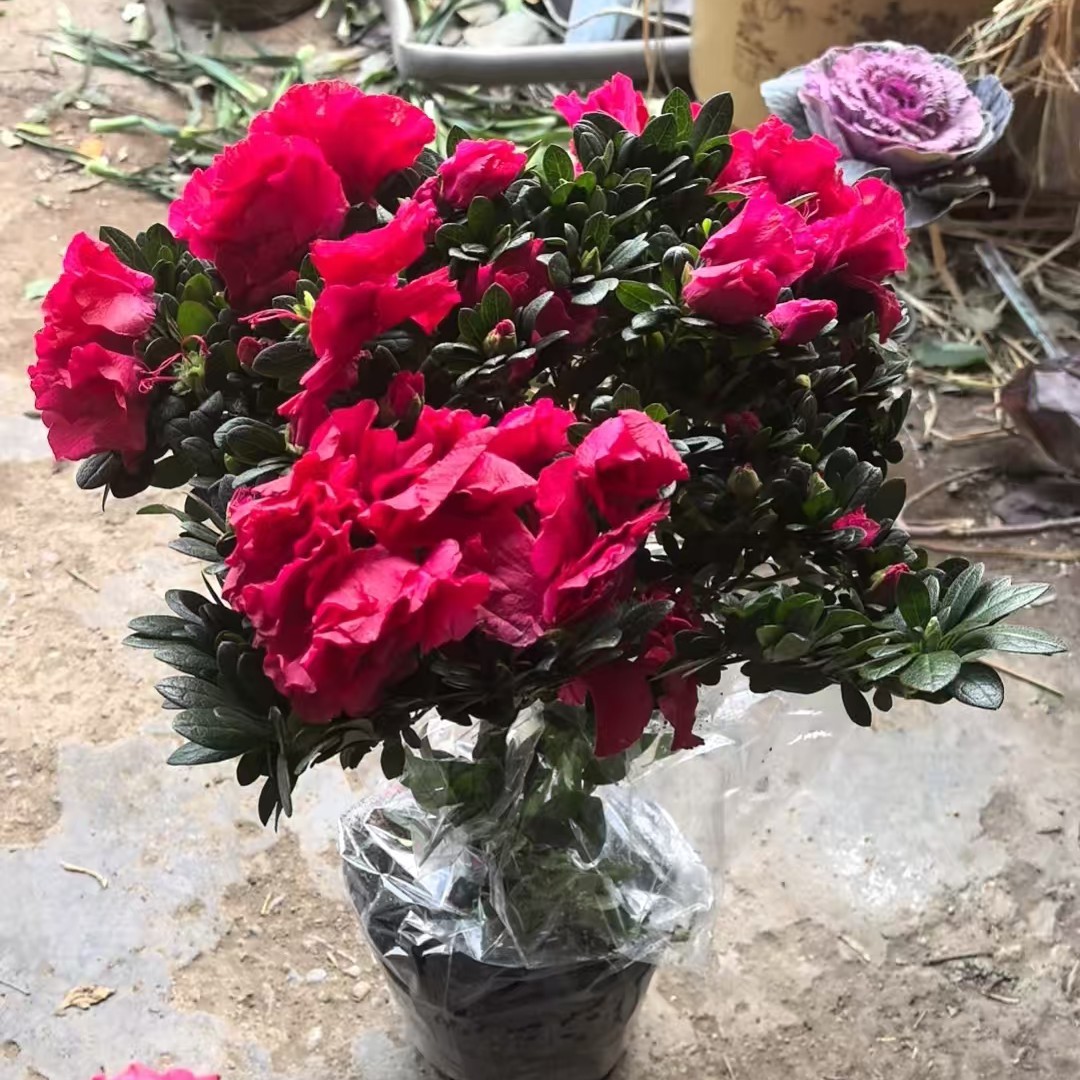 杜鹃花（到店自取）