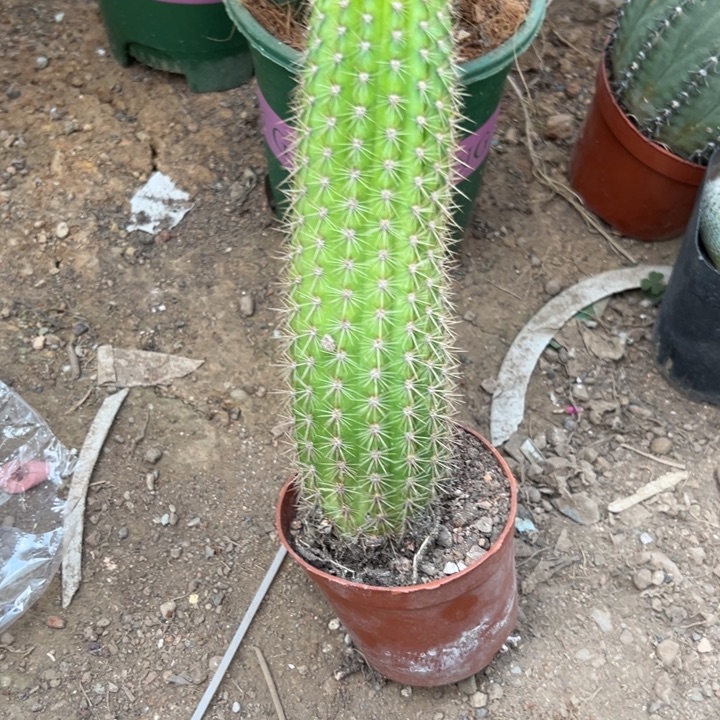 @***然吉祥如意和。       