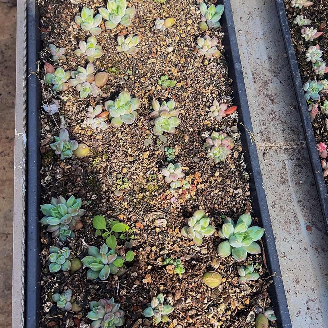 美人系列多肉植物