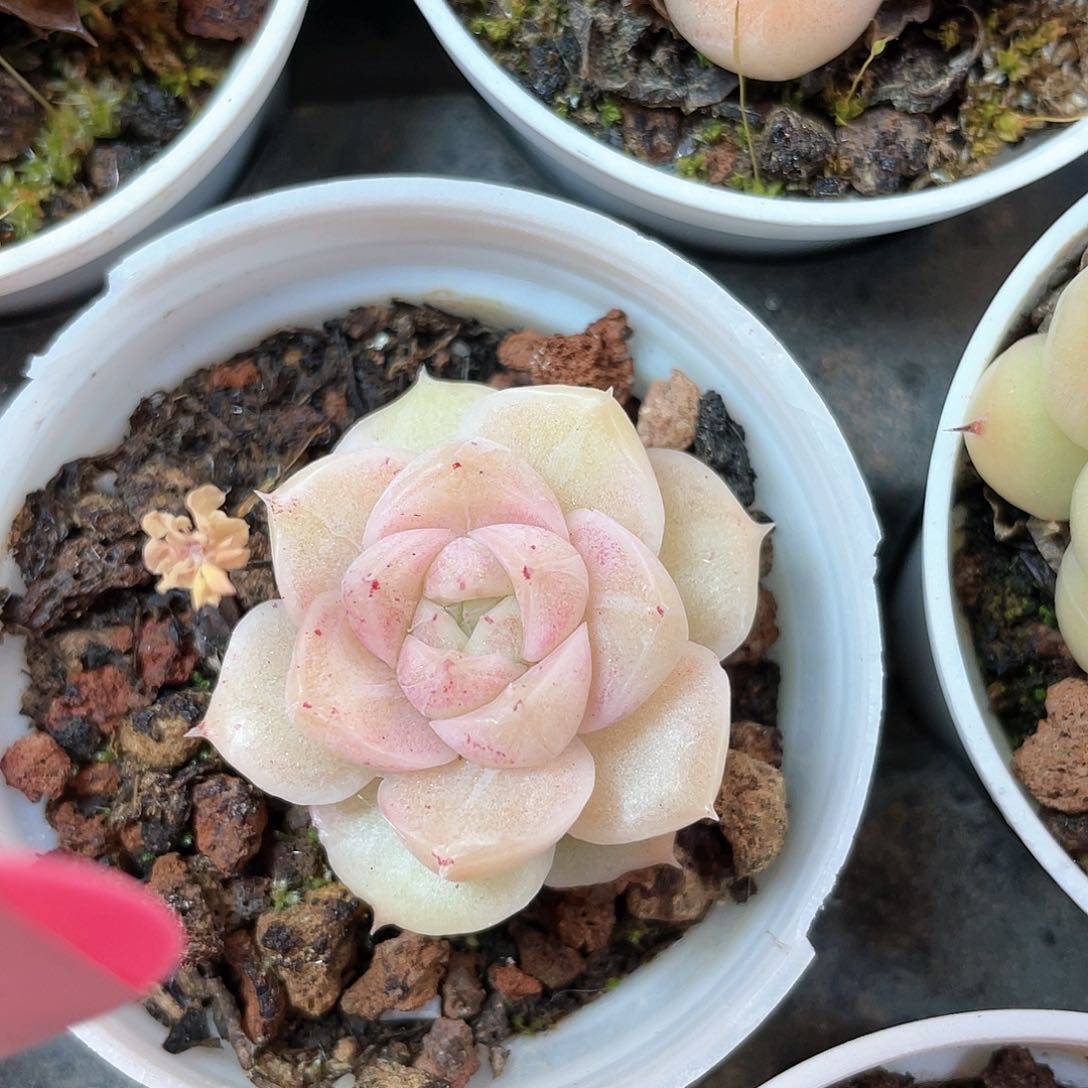 优选麦秆福利9003