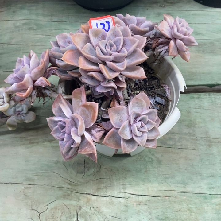 越****y一物一拍哈利多肉133