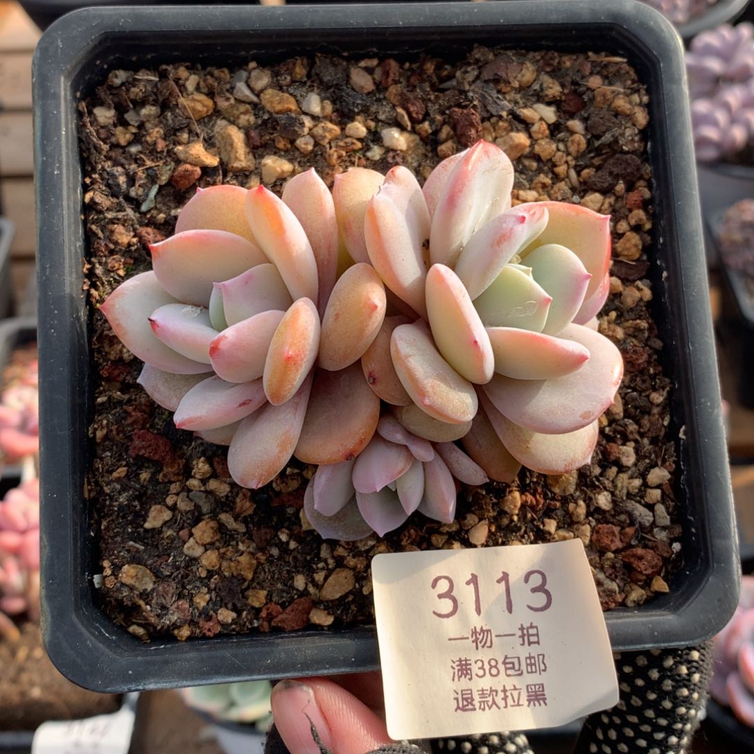 9厘米三头奶茶多肉3113
