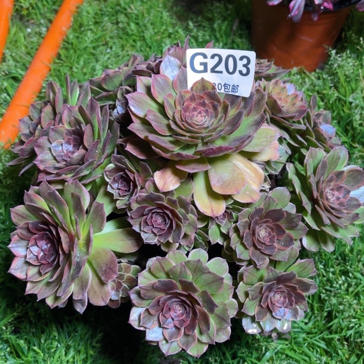 瑞妈多肉园艺203。半夏，