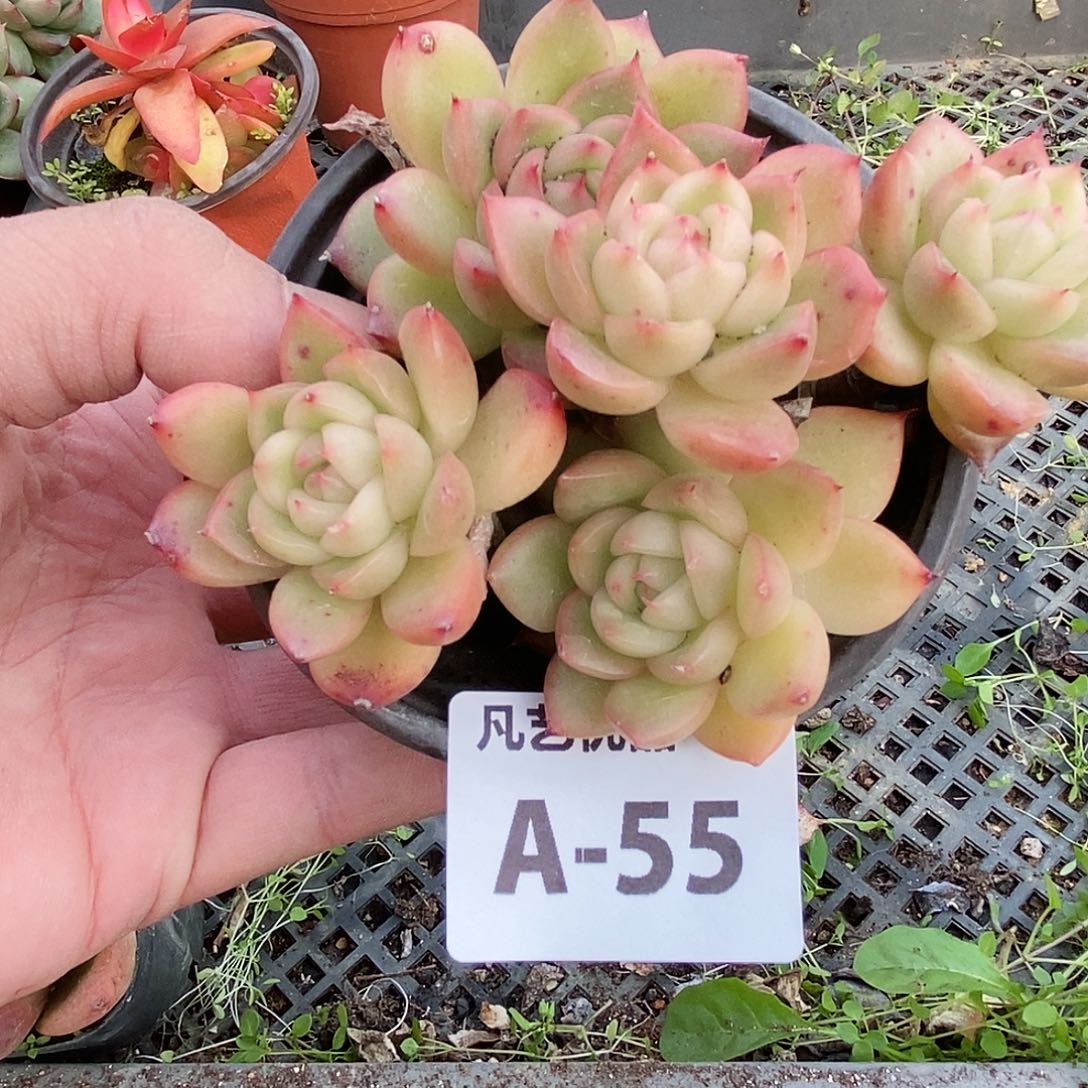 一物一拍A55满9.9包邮