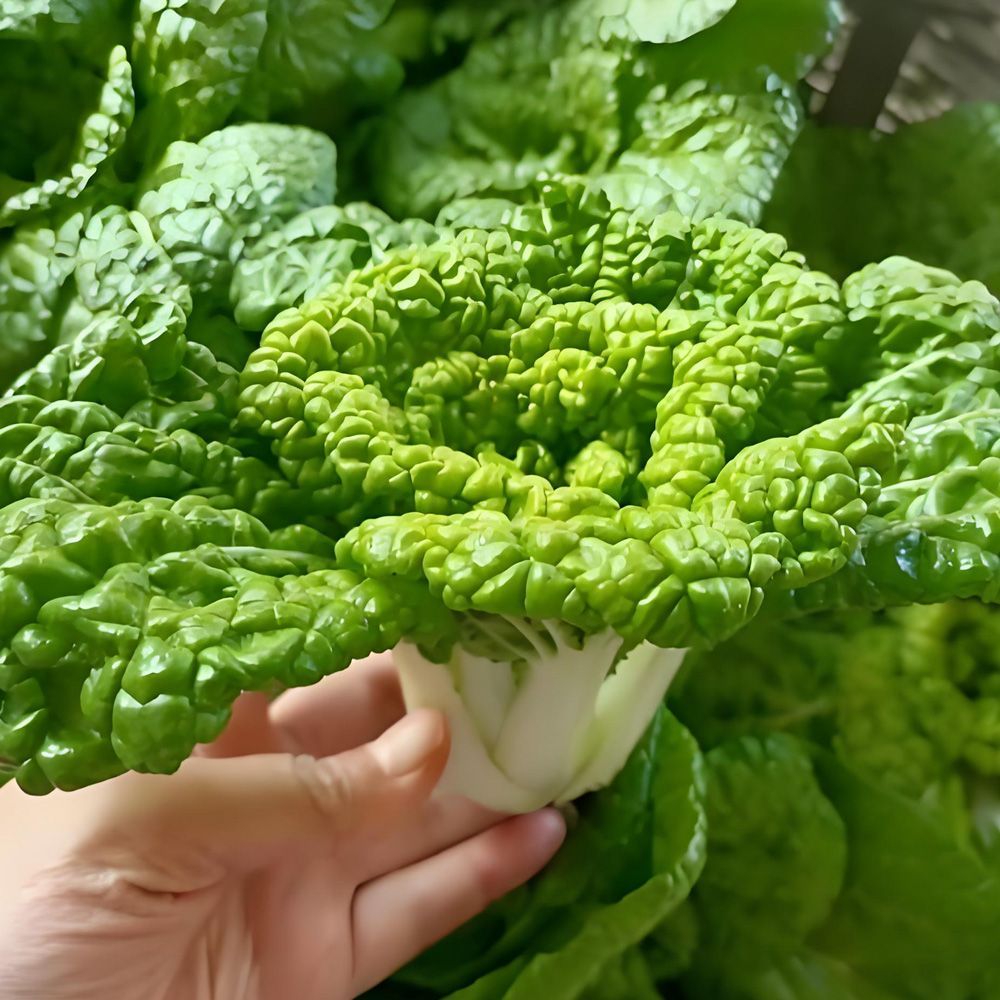 河南黄心菜乌塌菜小白菜青菜菠菜生菜蔬菜新鲜产地直发整箱趴地