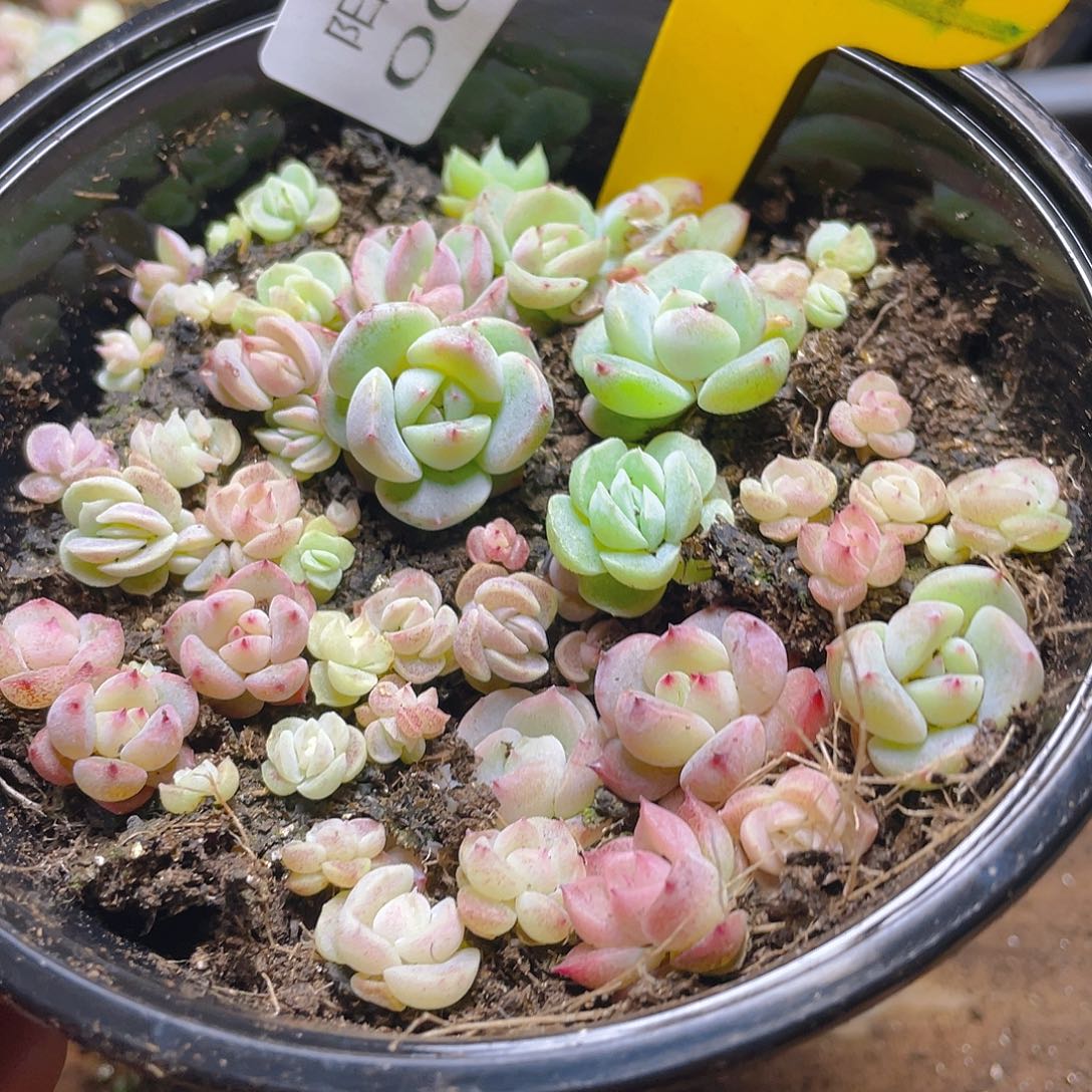 量拍多肉植物多肉植物11