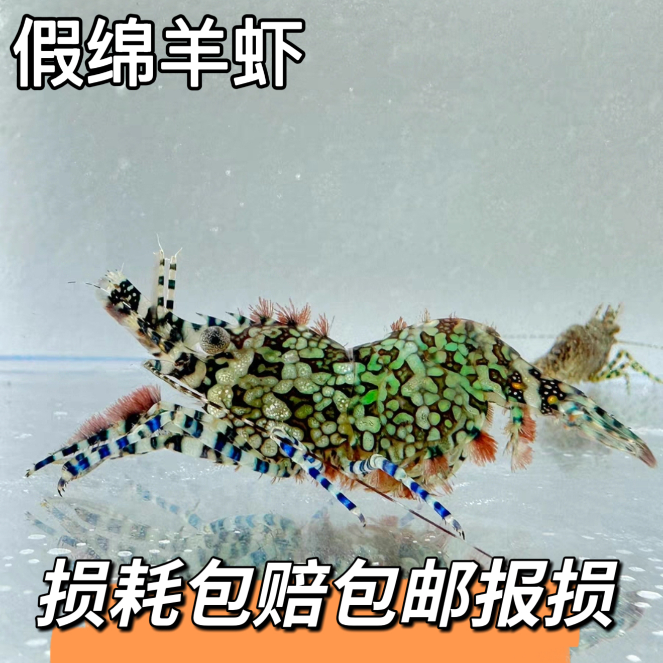 假绵阳虾黄点玻璃虾薄荷虾海缸除藻虾观赏虾海水生物海缸包邮报损