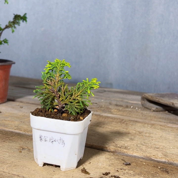 三***金无花朵黄金津山桧