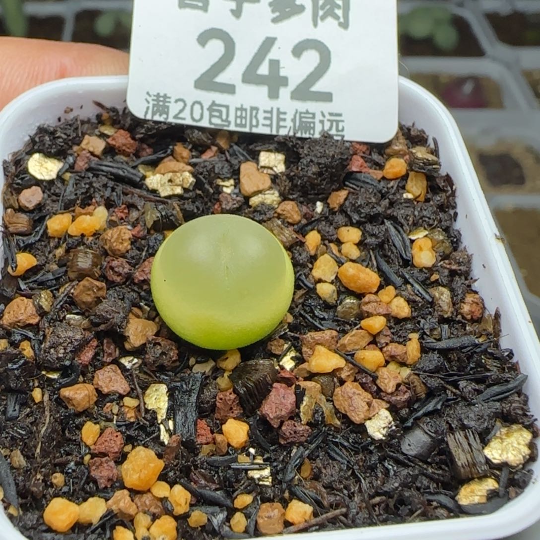 拉登1.3脱土1200。    