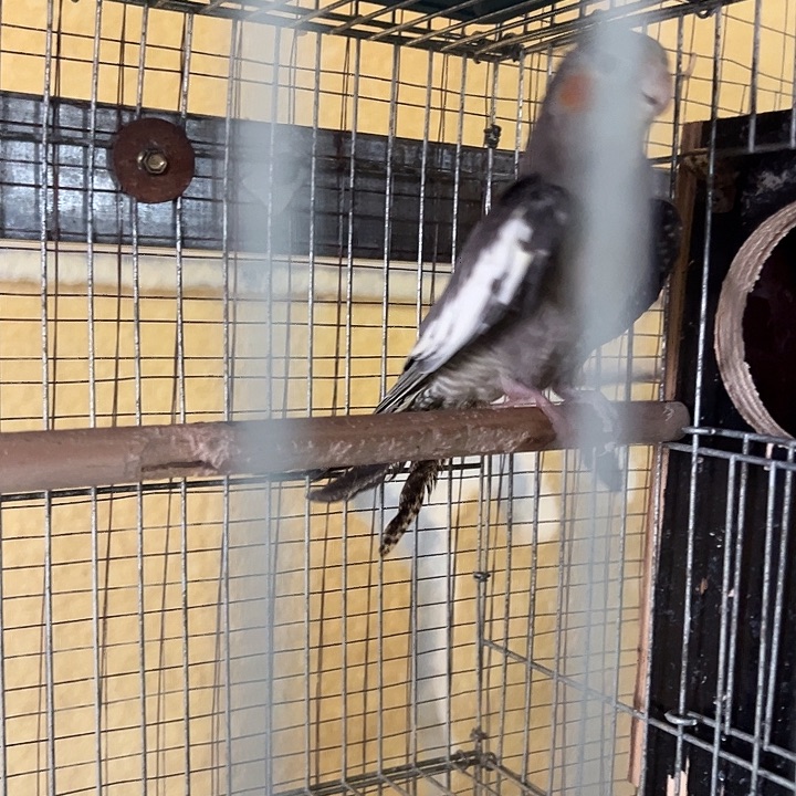 虎皮鹦鹉玄风鹦鹉