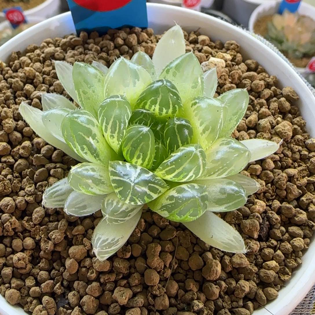 97糊斑玉露锦 5 厘米左右一物一拍带盆