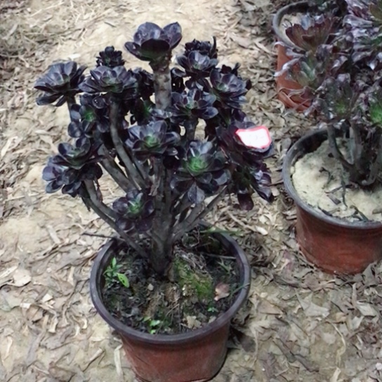 圆叶玫瑰小朵朵多肉22