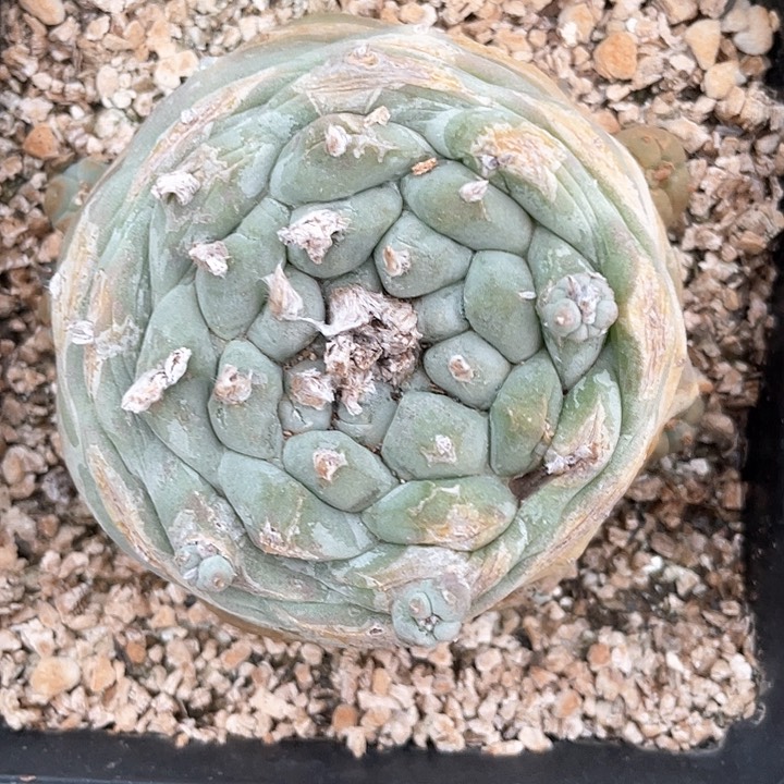 仙人球落地7公分86