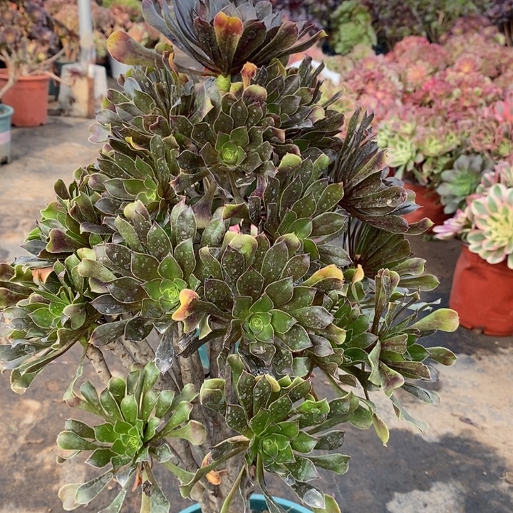 灰法多肉植物7。  