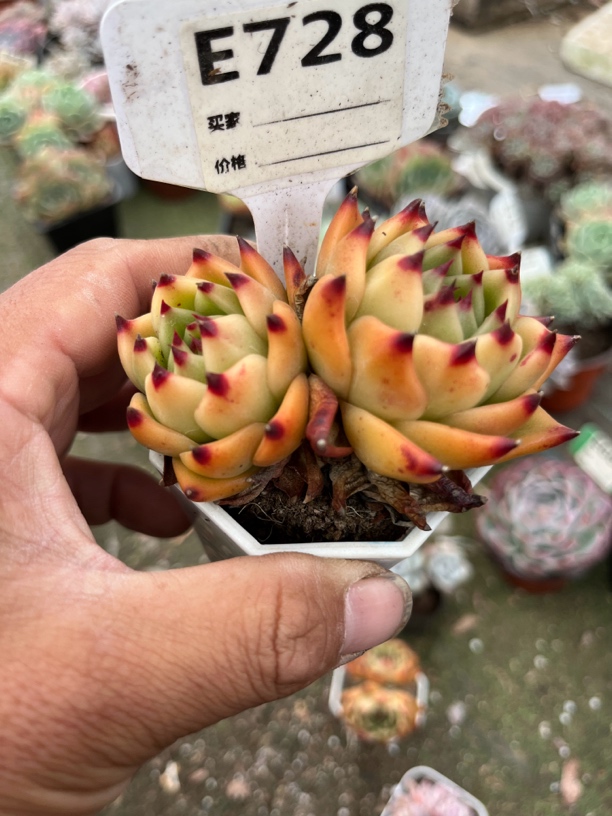 蓝龙728多肉一物一拍