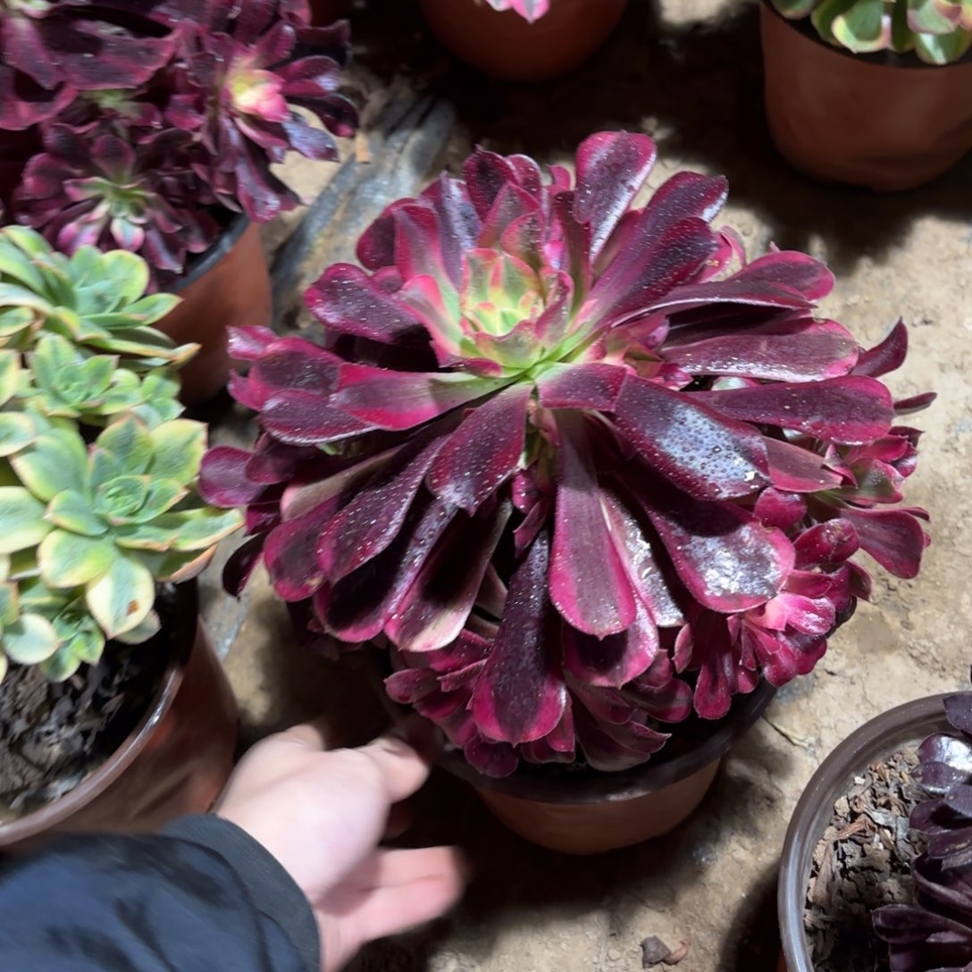 美杜莎9.9多肉植物