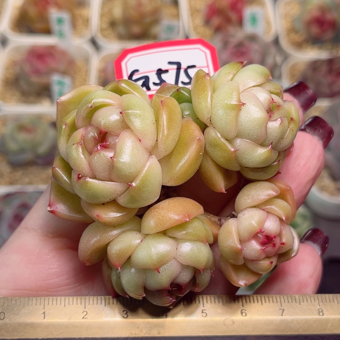 G575一物一拍 皮埃拉