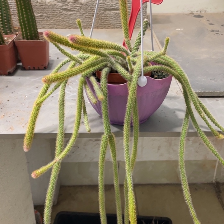 ?***?鼠尾群生多头一杯219