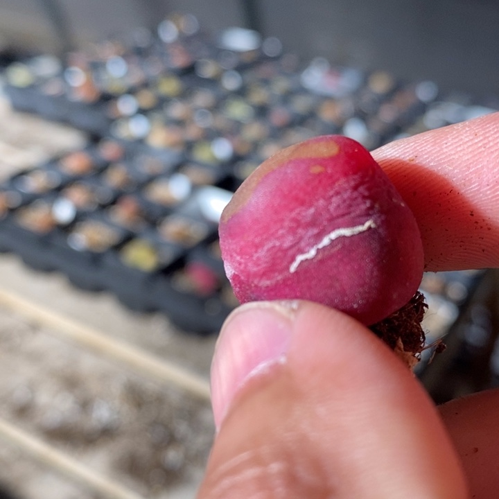 17270有伤一个一个