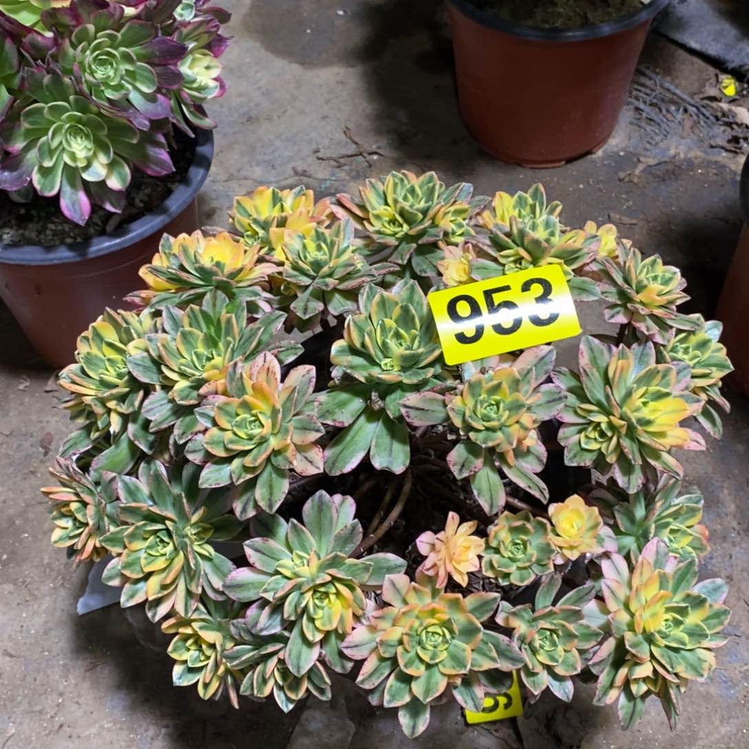 天河多肉法师不售后953