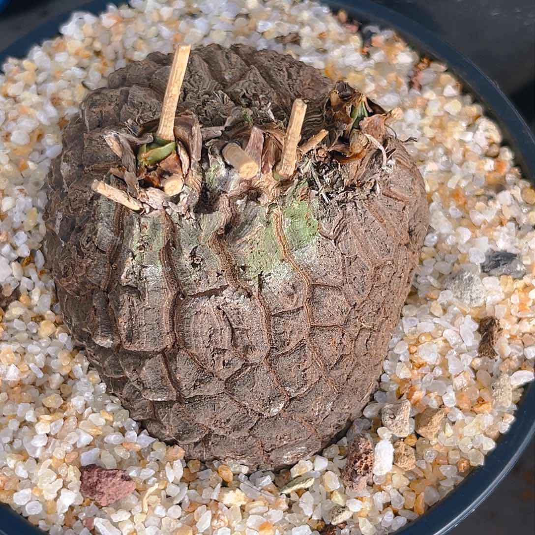 潮流植物墨西哥龟甲龙均甲8.4公分