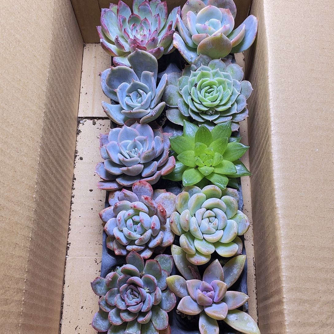 10颗-3号约4-6厘米