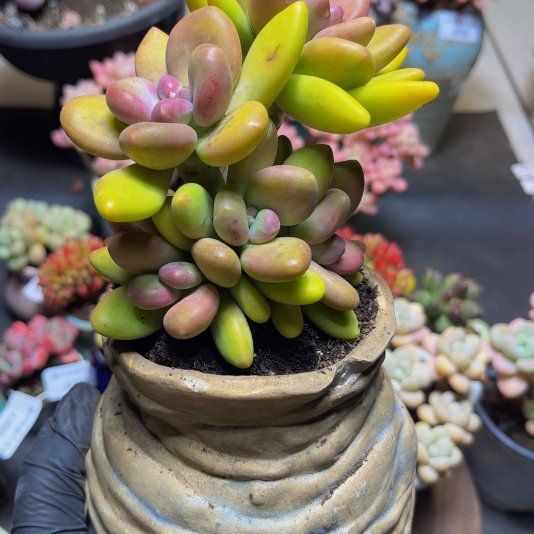 359芒果奶11厘米多肉