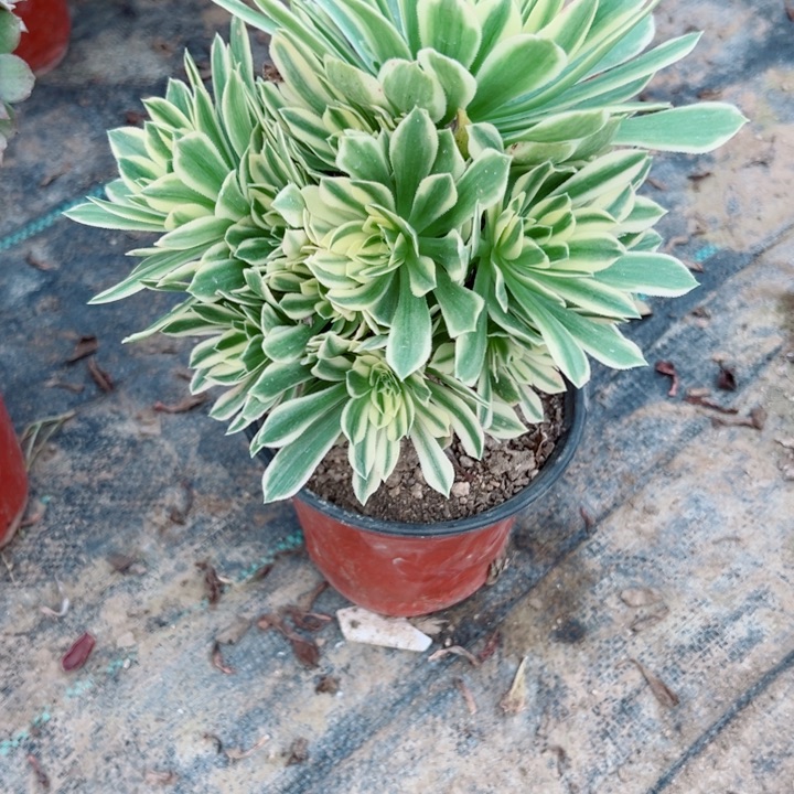 176碧玉多肉植物