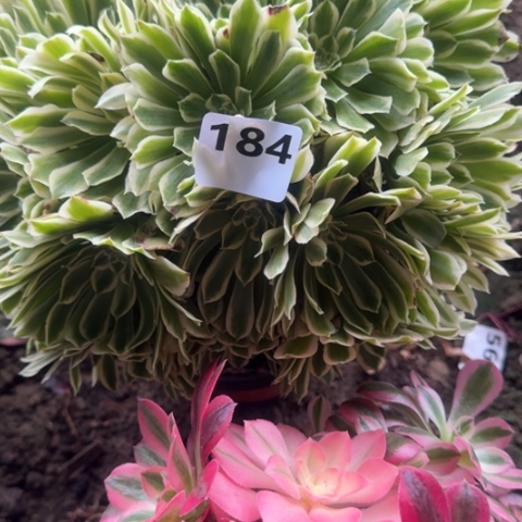 法师碧浪20-18多肉