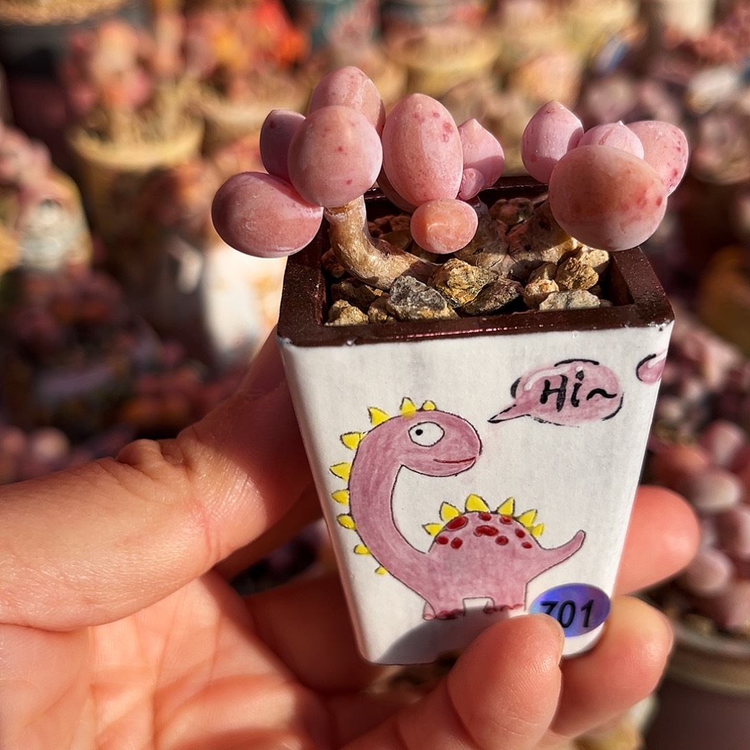 不知名老桩一物一拍不包邮