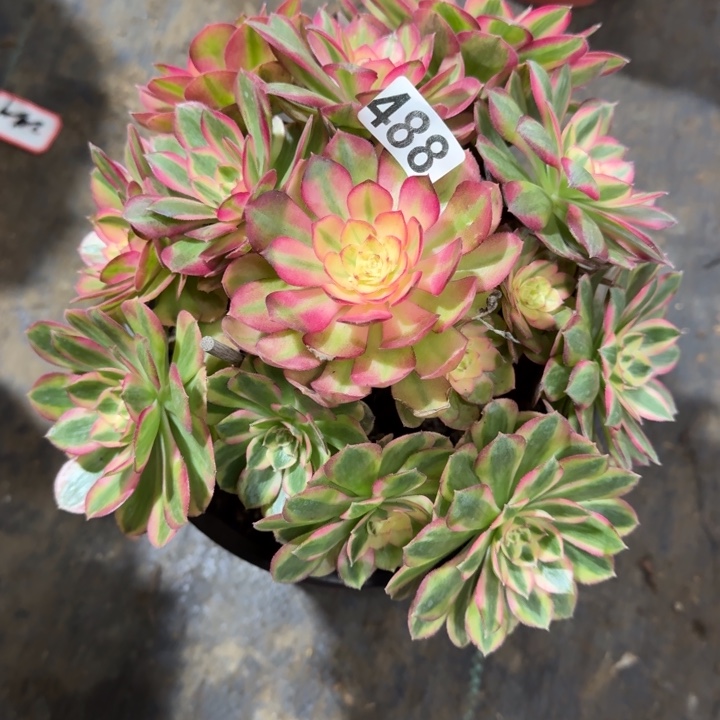 明***麻488号荔枝法师植物