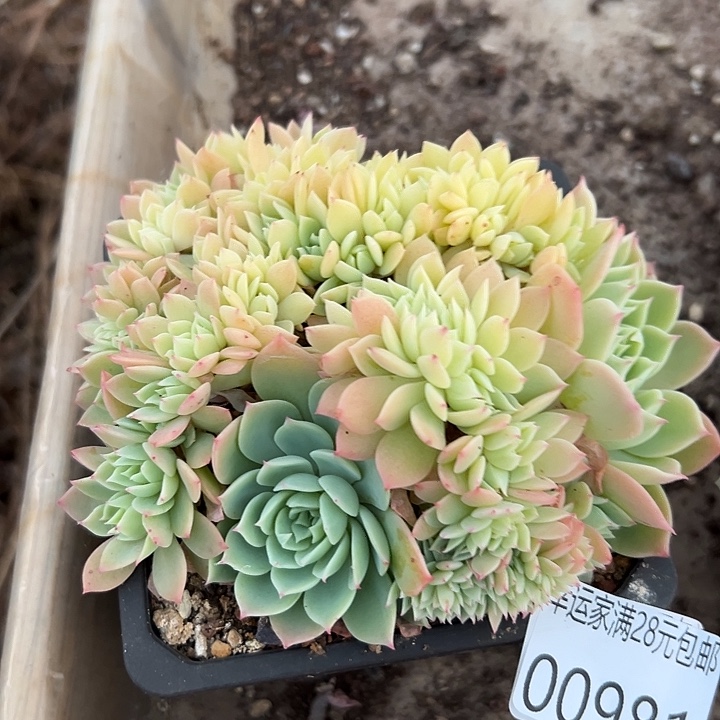 幸运的是我还没遇到幸运的