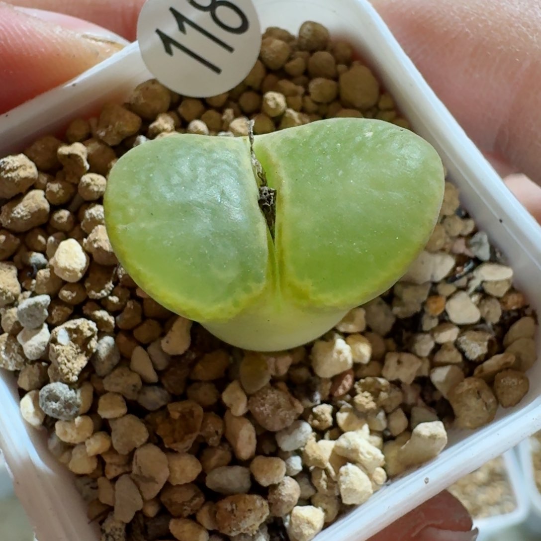 118..............多肉..