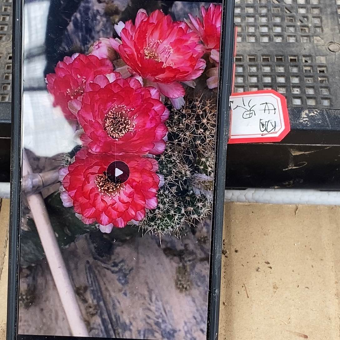 丽 世界小姐侧芽歪2个