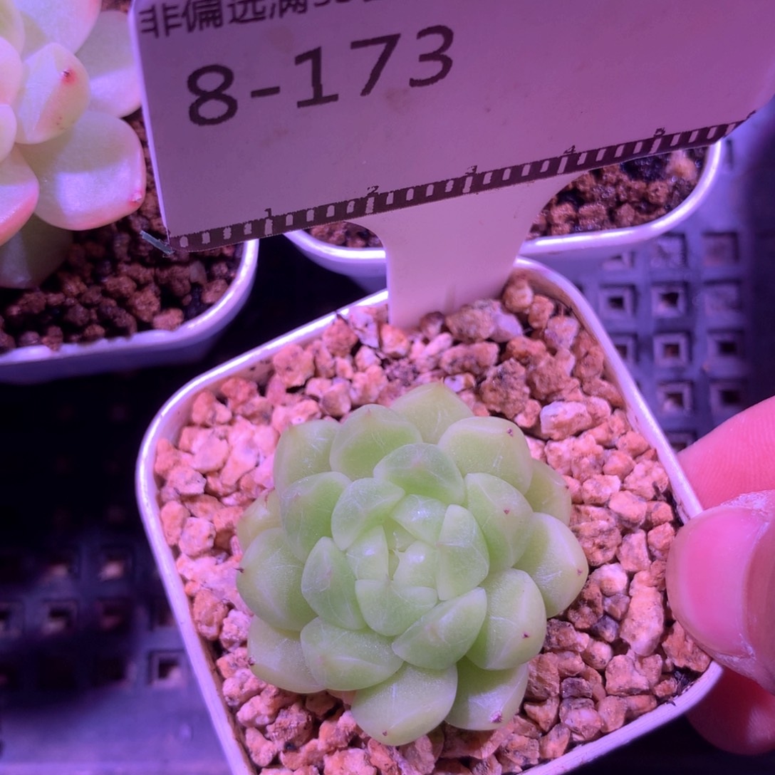 珍妮优选福利58包邮