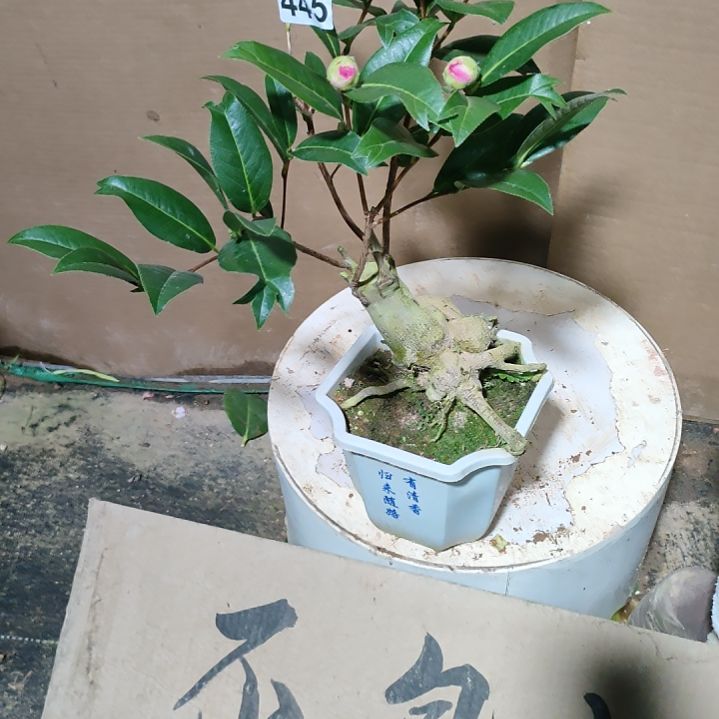 s****r445鱼尾，原盆原土发货，不包邮