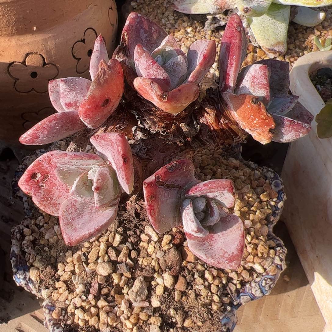 4079泡西弗洛拉仙女杯