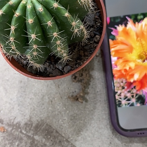 热带魔法仙人球。358000