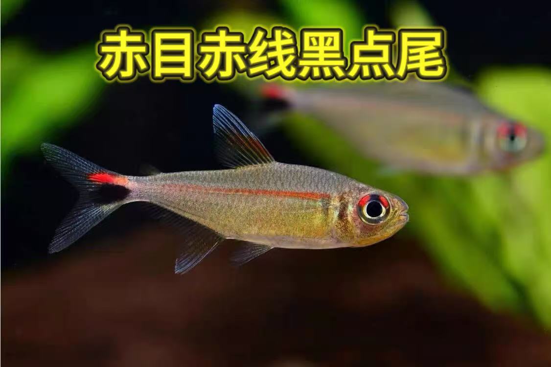 赤目赤线黑点尾灯大尺寸南美灯鱼草缸