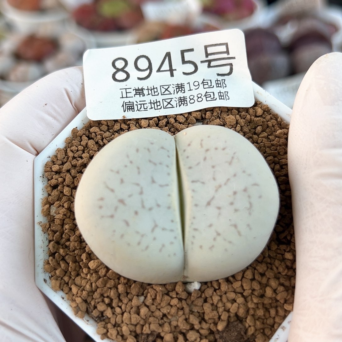 好养易活生石花大母本8945