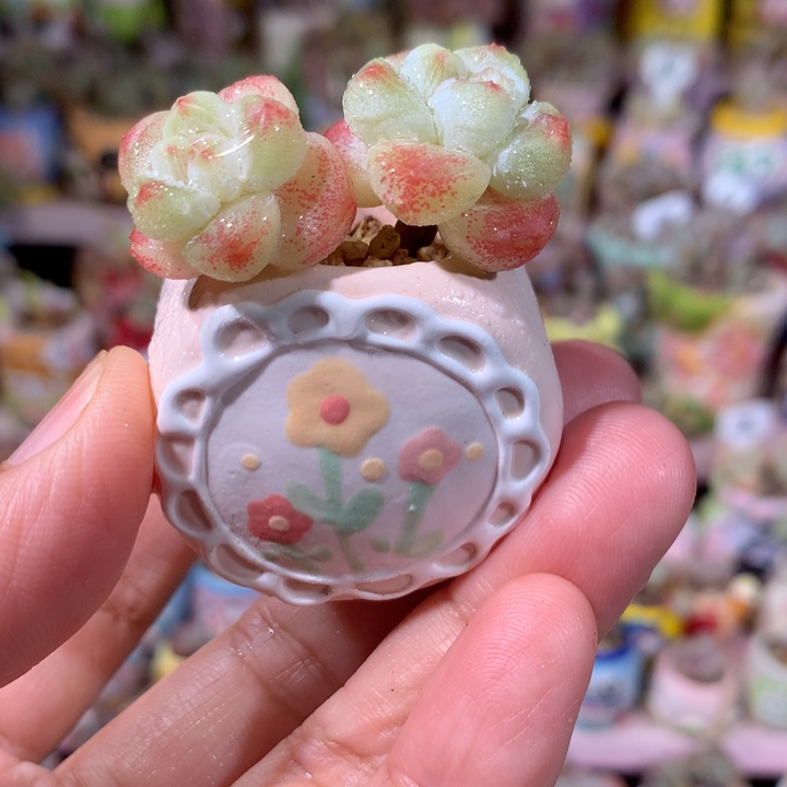 精品冰透粉心冰玉带盆发货 满100包邮