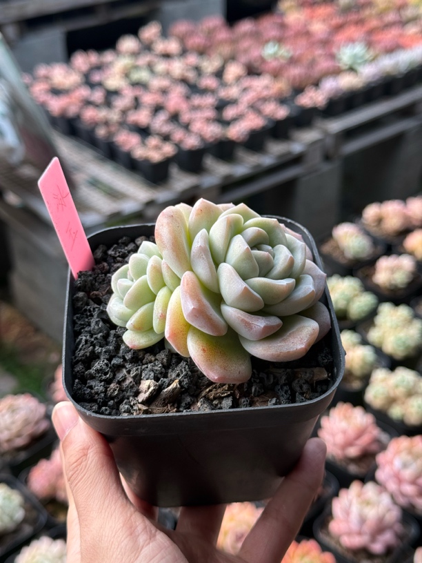 双头冰玉 多肉 冠幅8-11