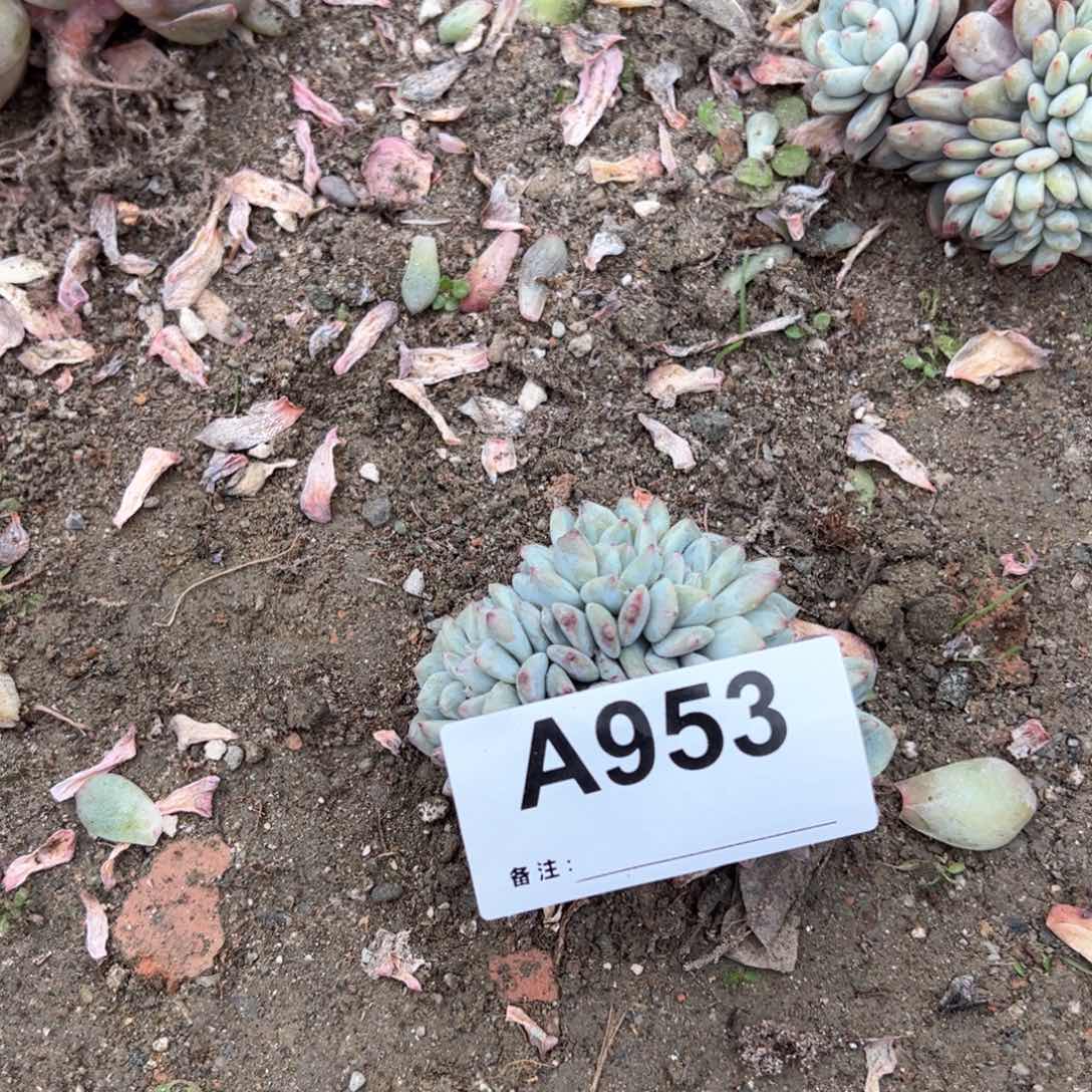 G***霞953多肉多肉多肉多肉
