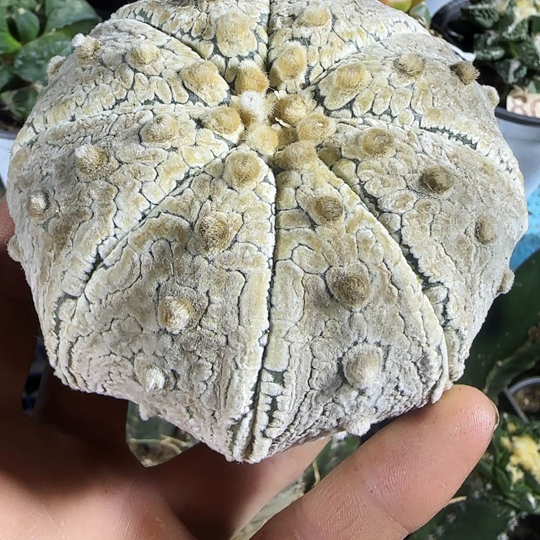 大海星兜702。       仙人球