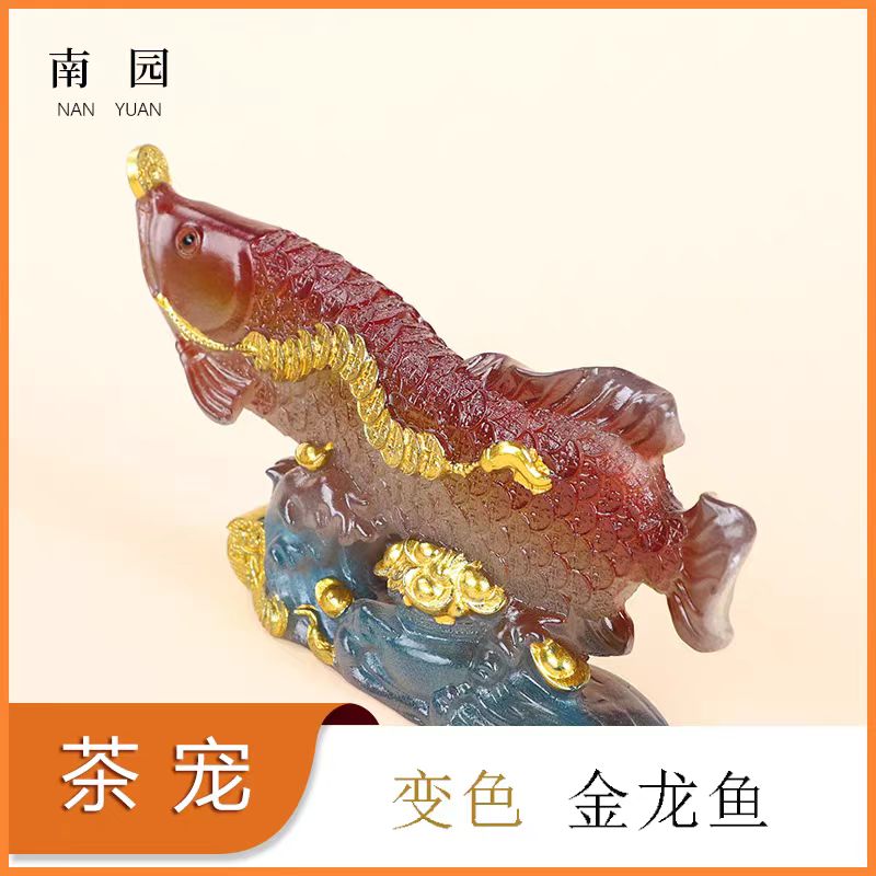 锦鲤金龙鱼变色茶宠