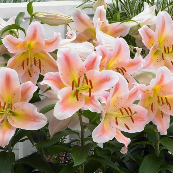 【鲑鱼派对】16/18  东方系列进口百合种球多年生盆栽地栽